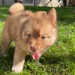 Milk Chocolate Cake - Chocolate male Pomsky puppy in Blue Earth, Minnesota from Blue Sky Pomsky