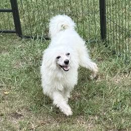 Frozen Star Chris Kringle - White male Chinese Crested puppy in Fuquay Varina, North Carolina from Frozen Star Kennels