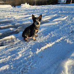 Girl 2 - Blue female Australian Cattle Dog puppy in Dalton, Pennsylvania from Whiteduck Mountain Kennel AKC Australian Cattle Dogs and AKC Fox Red Labrador Retrievers