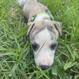 Whippet Puppies from Shannon Whippets