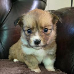 JF-1 - Sable female Pembroke Welsh Corgi puppy in Ely, Minnesota from RJ's Corgis