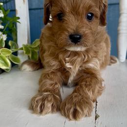 Honey - Red female Cavapoo puppy in Manheim, Pennsylvania from Paige Haldeman's Cavapoos and Shichons
