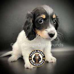 Maverick - Black and cream male Dachshund puppy in Houston, Texas from Texas Regal Dachshunds LLC