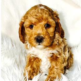 Beast - Red  male Goldendoodle puppy in Beecher, Illinois from Erica’s Doodles