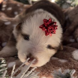 Blue color - Panda female German Shepherd puppy in Marion, Ohio from Legacy K9’s