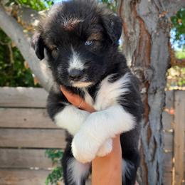 Koda - Brown and white male Siberian Husky puppy in Los Angeles, California from Zenia Huskies