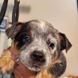 Half mask - Blue speckled male Australian Cattle Dog puppy in Lenoir, North Carolina from Blue Coyote Ranch
