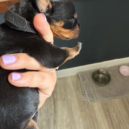 Olive - Black and rust female Rottweiler puppy in Eagle Mountain, Utah from Woolley Darlings
