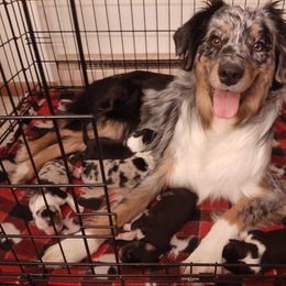Australian Shepherd Puppies from AJD Aussies