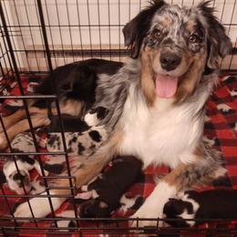 Australian Shepherd Puppies from AJD Aussies