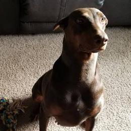 Doberman Pinschers and German Shorthaired Pointers from Snell's Superior Kennel Dobermann & GSP