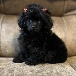 Labrador Retriever, Poodle, Shih Tzu, and Yorkshire Terrier Puppies from Silver Bells Paw Prints