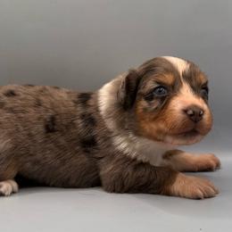 Credence CCR - Blue merle female Australian Shepherd puppy in New Boston, New Hampshire from Painted Pup Australian Shepherds