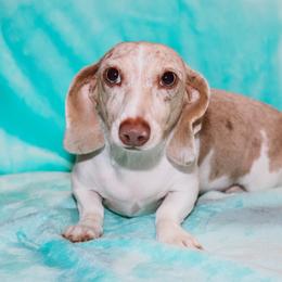 Bonnie - Dachshund