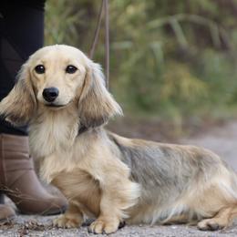 Anzaldua - Dachshund