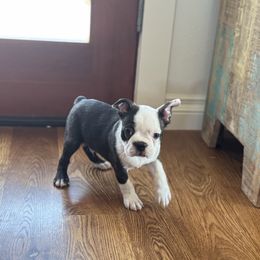 Leo - Brindle and white male Boston Terrier puppy in Powell Butte, Oregon from RVF Boston Terriers