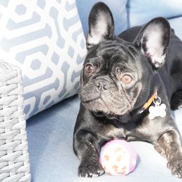 Bulldogs and French Bulldogs from Salem Bulldogs