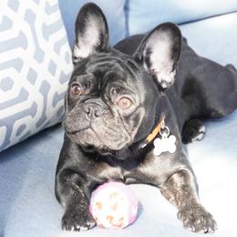 Bulldogs and French Bulldogs from Salem Bulldogs