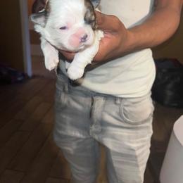 Puppy 1 Female - Gold and white female Shih Tzu puppy in Memphis, Tennessee from Lady Class Kennel