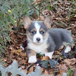 Pembroke Welsh Corgi Puppies from Crown AB Farms Pembroke Welsh Corgis