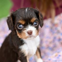 Nutmeg - Chocolate female Cavalier King Charles Spaniel puppy in Sugarcreek, Ohio from Chocolate Cavalier