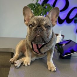 French Bulldogs from Big Buck Bulldogs