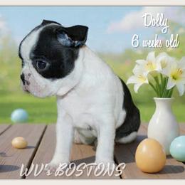 Girl 2-Dolly - Black and white female Boston Terrier puppy in North Central, Vermont from Windy Valley’s Bostons