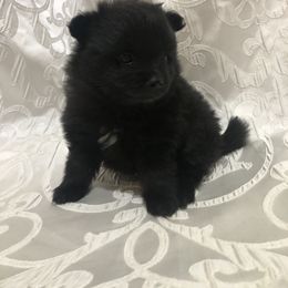 Pomeranian Puppies from Mac Daddy Poms