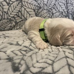 Cocker Spaniel Puppies from Hershey Sugar Rd Cockers