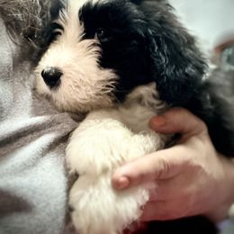 Bearded Collie and Border Collie Puppies from Beloved Bearded & Border Collies