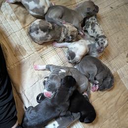 Australian Shepherd and Great Dane Puppies from AEW Farm