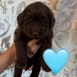 Taco Bell - Brown female Newfoundland puppy in New Paris, Ohio from Beatty Newfies