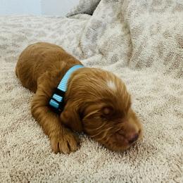 Blue - male Golden Mountain Doodle puppy in Leander, Texas from Olive Grove Doodles