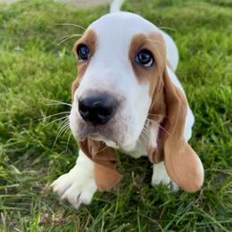 PG4 - Red and white female Basset Hound puppy in Britton, South Dakota from K&S Canines