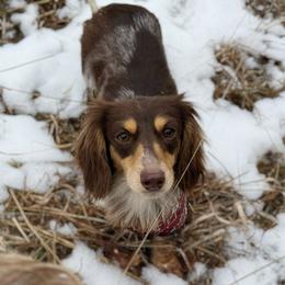 Sprinkles - Dachshund