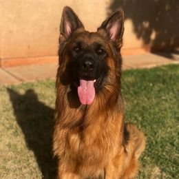 Thor - German Shepherd
