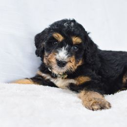Aussiedoodle, Australian Labradoodle, Bernedoodle, and Golden Retriever Puppies from Golden Light Puppies