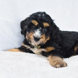 Aussiedoodle, Australian Labradoodle, Bernedoodle, and Golden Retriever Puppies from Golden Light Puppies