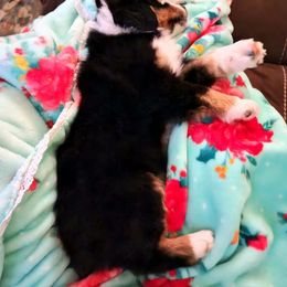 Miniature Australian Shepherd Puppies from Liberty Luck Mini Aussies
