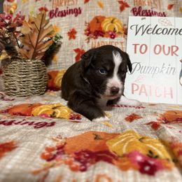 Rocket - Red tri male Miniature Australian Shepherd puppy in Liberty, Mississippi from Liberty Oaks Aussies and Dachshunds