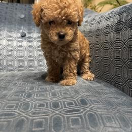 Girl 2 - female Assorted Doodle Crosses puppy in Vancouver, Washington from Kovalenko Poodles