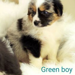 Australian Shepherd Puppies from Winsome Aussies