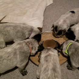 Australian Cattle Dog Puppies from Piney River Cattle Dogs