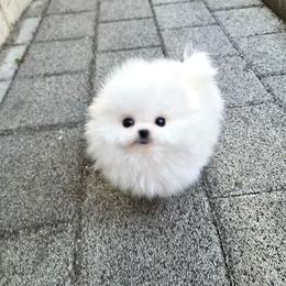 Mia - White female Pomeranian puppy in Chino, California from Teddy-Faced Teacup Pomeranians