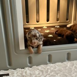 Dachshund Puppies from Crosbys Doxies