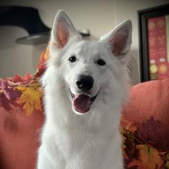 Lumen - Berger Blanc Suisse