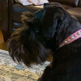 Isabella  - Miniature Schnauzer