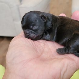 Shih Tzu Puppies from Chimera Shih Tzu