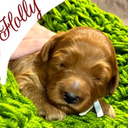 Holly - Red  female Goldendoodle puppy in Travelers Rest, South Carolina from Bailey Mountain Doodles
