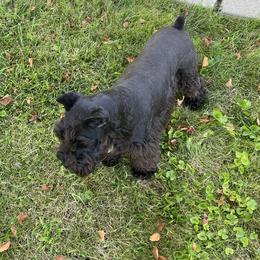Crimson - Miniature Schnauzer